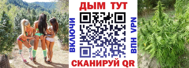 Канабис план  Купить закладки  Шуя 
